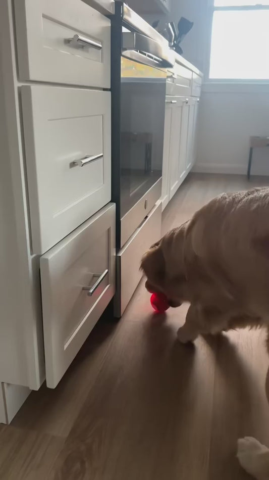 Balle Interactive pour Chien