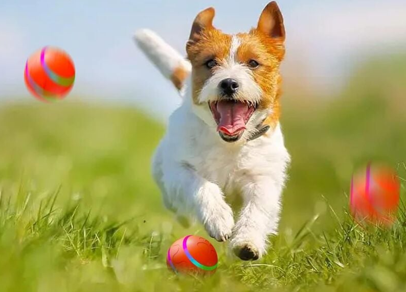 Balle Interactive pour Chien