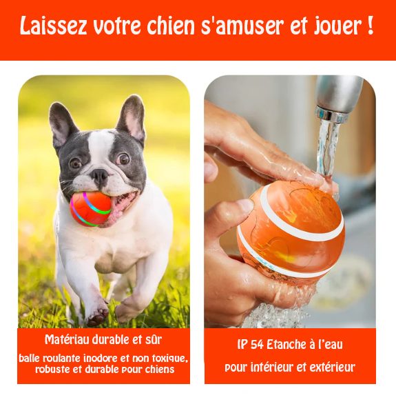 Novayya Balle Interactive pour Chien