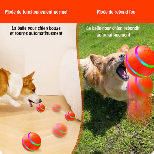 Novayya Balle Interactive pour Chien